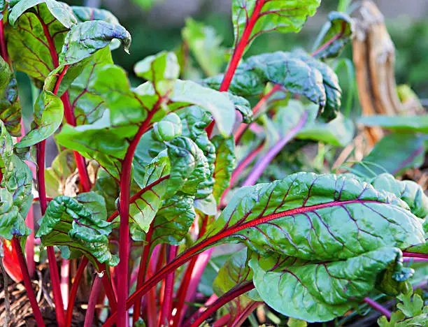 Crop of organically raised Red Swiss Chard ready to harvest