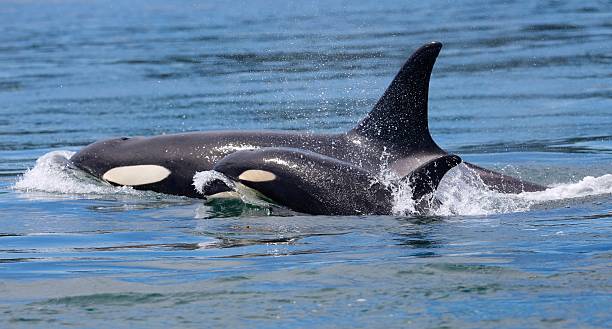 Killer whale mom with calf Southern resident killer whales L91 and L122 westbound through Race Passage  cetacea stock pictures, royalty-free photos & images