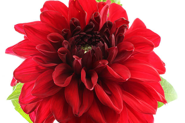istock Claret red dahlia isolated on white background 623592306