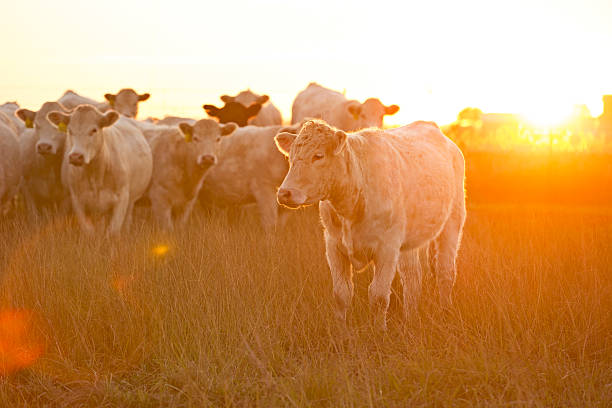 Charolais Cattle gathered close to the camera as the sun sets on a California farm. Naturally occurring lens flare.