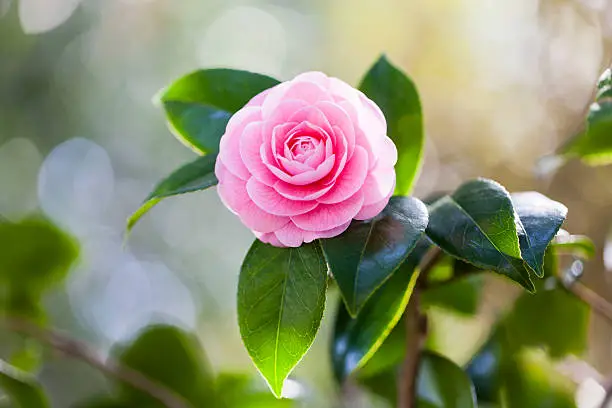 Photo of Pink camellia with sunlight in the morning