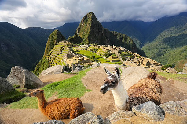 istock Llamas standing at Machu Picchu overlook in Peru 623594778