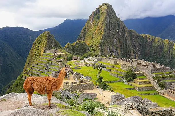 Photo of Llama standing at Machu Picchu overlook in Peru