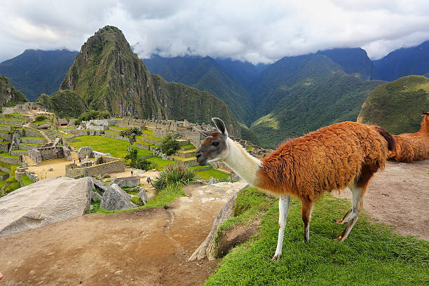 istock Llama standing at Machu Picchu overlook in Peru 623595170