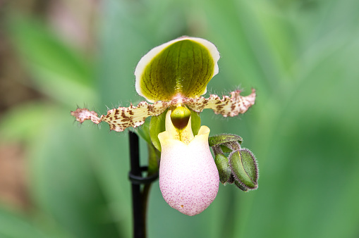 Paphiopedilum liemianum close up