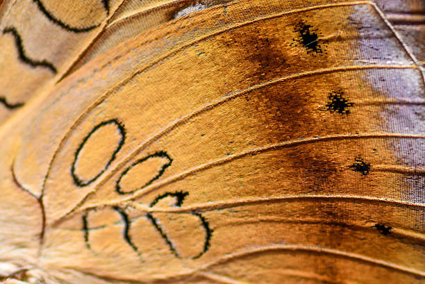 istock Close up the wings of a butterfly. 623595304