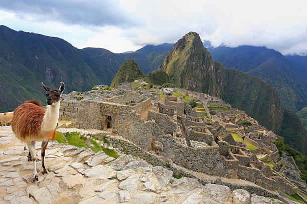 istock Llama standing at Machu Picchu overlook in Peru 623595428