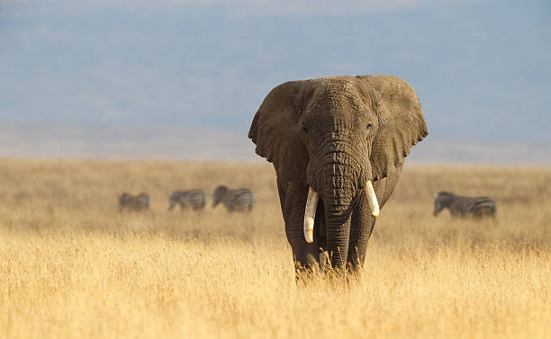 afrikanischer elefant und die ngorongoro savanna in tansania - afrikanischer elefant stock-fotos und bilder