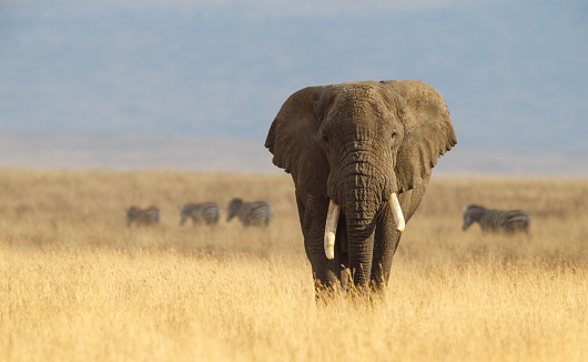 Elefante africano y la sabana de Ngorongoro en Tanzania photo