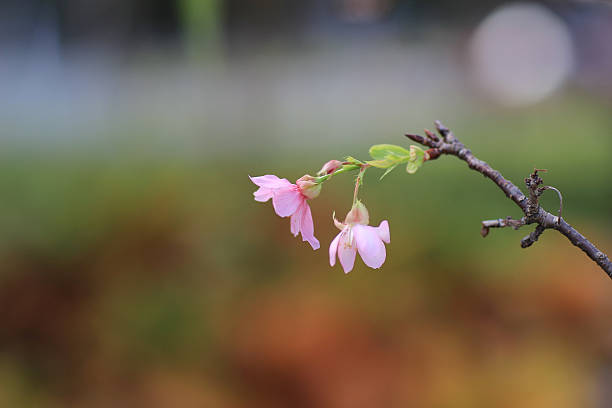 istock the pink blossom sukura flowers 623597792