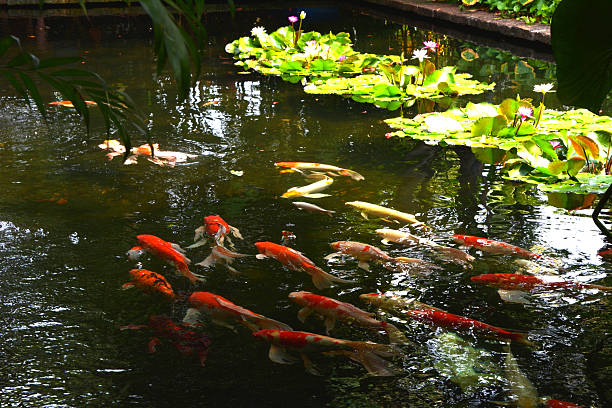 istock Blur Koi fish swimming in water garden. 623598092