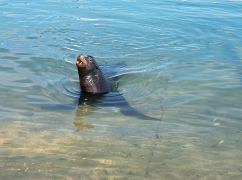 California Sea Lion swimming in Cabo San Lucas marina in Baja Mexico