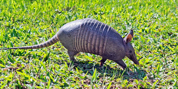 istock Armadillo searching for food in the field 623599464