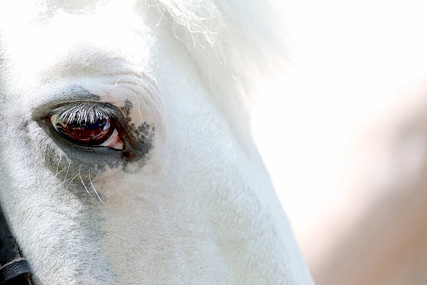 istock head of white horse closeup 623600296