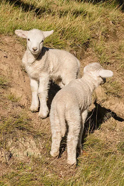 Photo of two curious little lambs