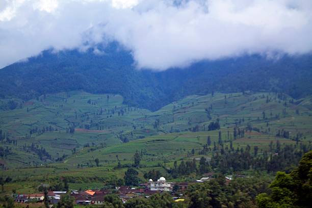istock Landscape with tobaco plantations in Highlands, central of java. 623604394