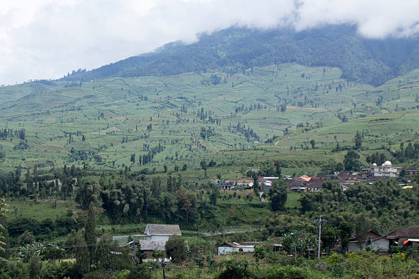 istock Landscape with tobaco plantations in Highlands, central of java. 623605250