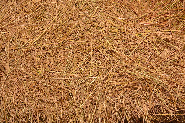 istock rice straw in the farm use for background 623605912