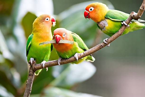 istock Colorful yellow parrot Sun Conure (Aratinga solstitialis) standi 623605936