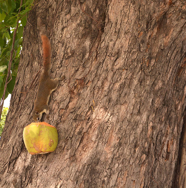 istock Squirrel eating food in coconut on a tree 623606686