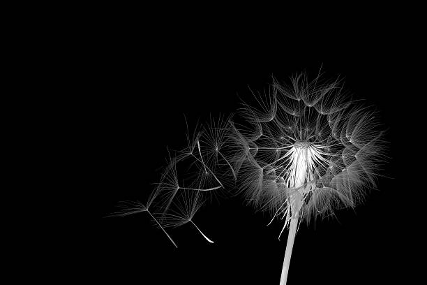 istock dandelion and its flying seeds in a color inversion 623606848