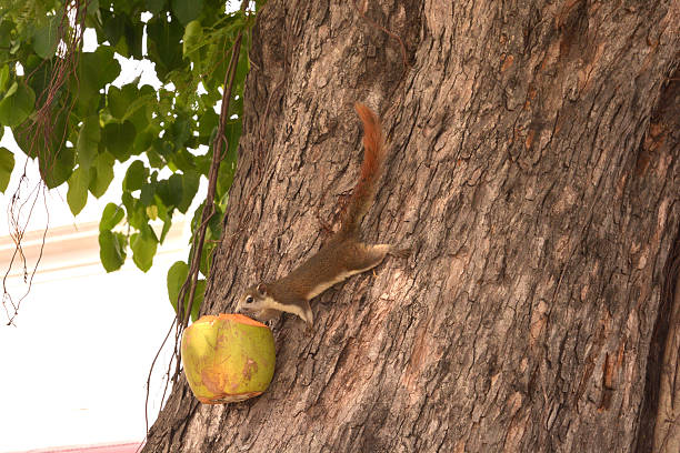 istock Squirrel eating food in coconut on a tree. 623606990