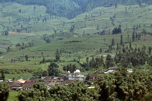 Landscape with tobaco plantations in Highlands, central of java.