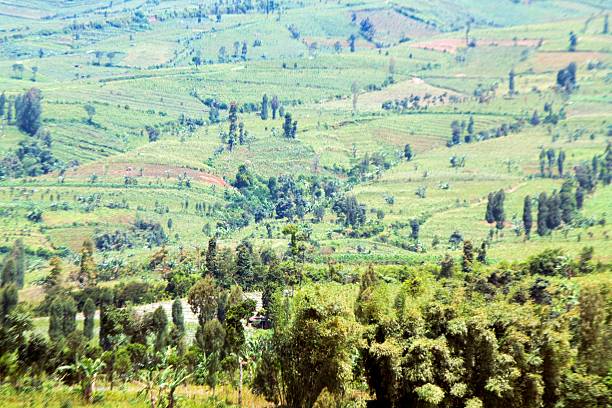 istock Landscape with tobaco plantations in Highlands, central of java. 623607334