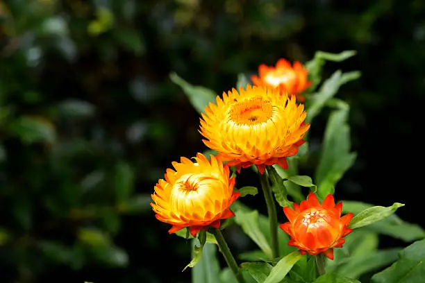 straw flower or everlasting or paper daisy flower