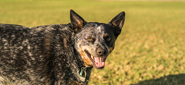 istock Dogs playing outdoor in the park. 623607724