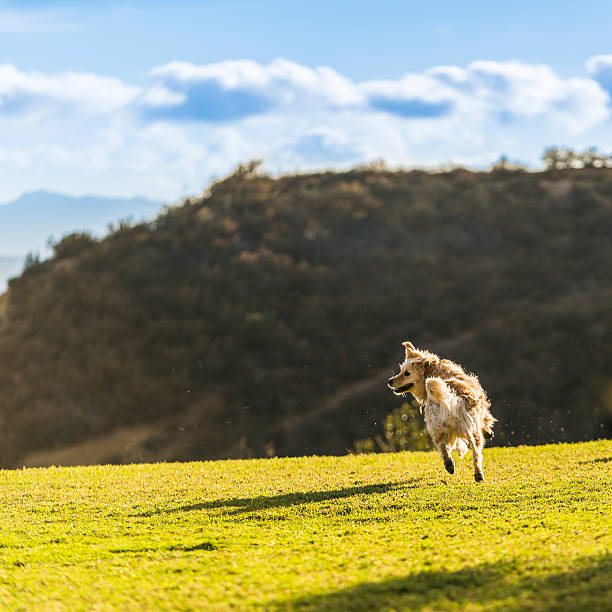 Active Sheltie dog enjoying a stroll in a beautiful park - a captivating stock photo capturing the energy and liveliness of the breed amidst the scenic surroundings.