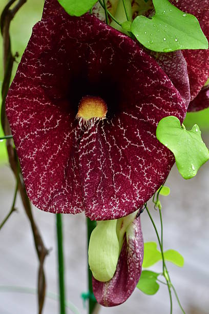 istock Aristolochia gigantean / Giant Dutchman’s Pipe 623608696
