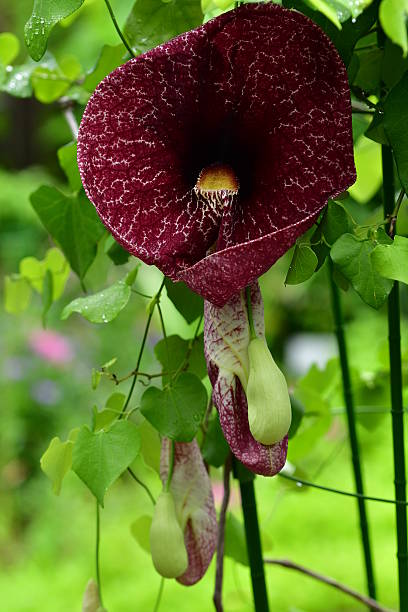 istock Aristolochia gigantean / Giant Dutchman’s Pipe 623608734