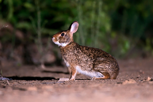Young cotton tail rabbit outdoors on rural property