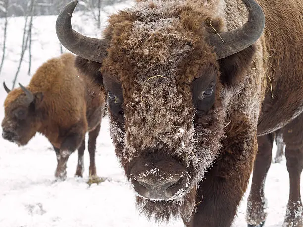 Bison face close to the camera. Other on the background. Altai Breeding bison place. The feeding place in bison nursery, Russia, Siberia, Altai mountains. Cloudy day, late autumn, frosty.