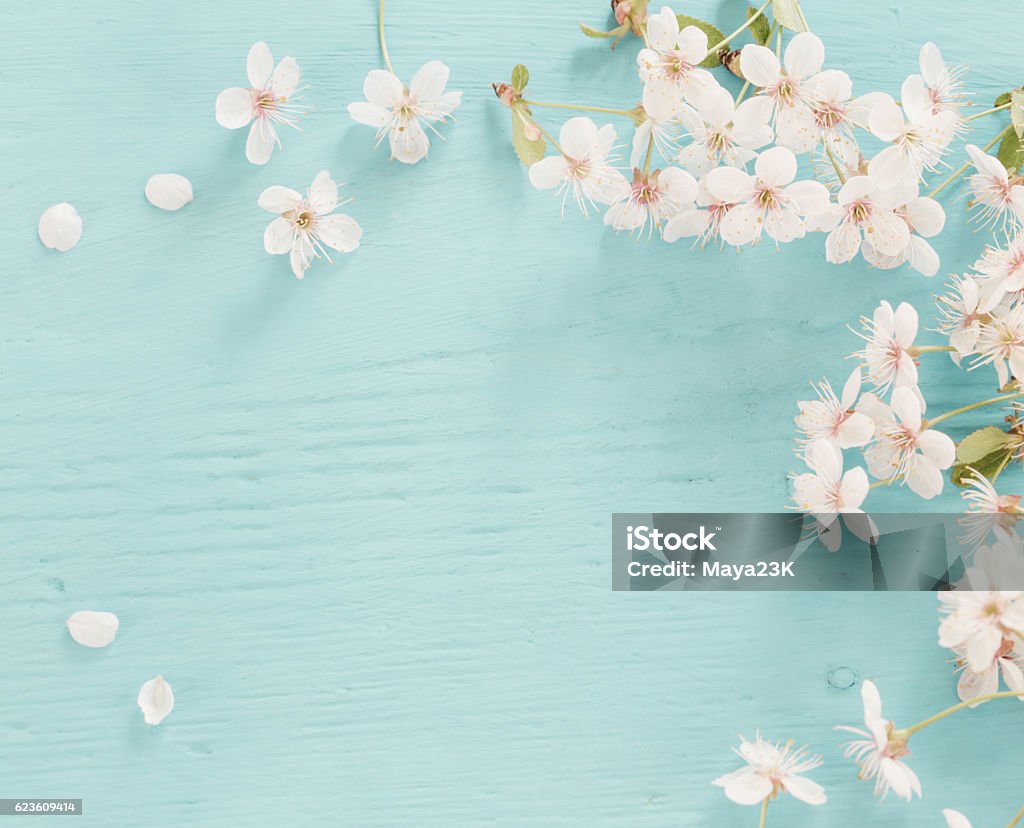 Blumen Kirsche auf ein hölzerner Hintergrund - Lizenzfrei Bildhintergrund Stock-Foto