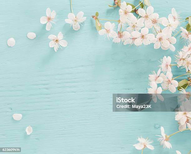 Blumen Kirsche Auf Ein Hölzerner Hintergrund Stockfoto und mehr Bilder von Bildhintergrund - Bildhintergrund, Frühling, Blume