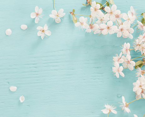Flowers of cherry on a wooden background