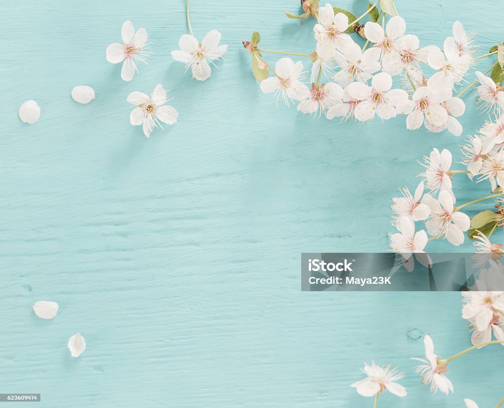 Flowers of cherry on a wooden background Backgrounds Stock Photo