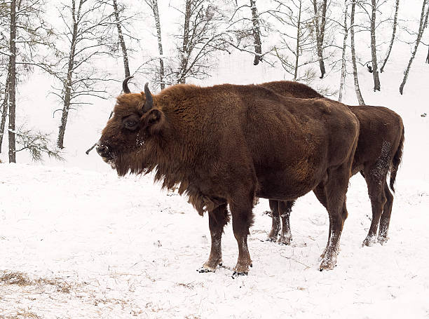 istock Heifer stands sideways to the camera. Other on the background. 623609514