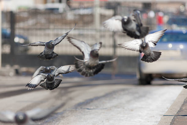flock of pigeons in flight
