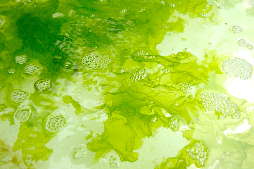 closeup seaweed in seaweed farm