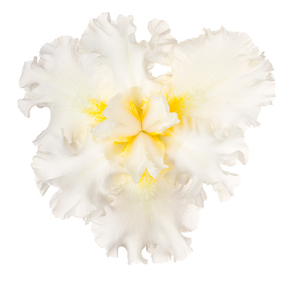 Studio Shot of White and Yellow Colored Iris Flower Isolated on White Background. Large Depth of Field (DOF). Macro.
