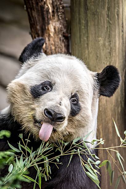 istock giant panda eating green  bamboo 623611964