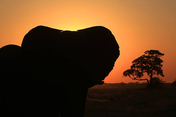 istock African elephant at sunset in Savuti, Chobe National Park, Botswana 623612436