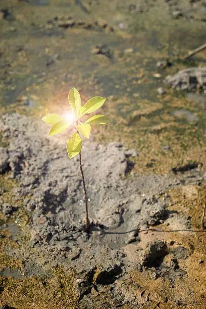 portrait of a young mangrove tree on a mud field,selective focus,filtered image,light and flare effect added