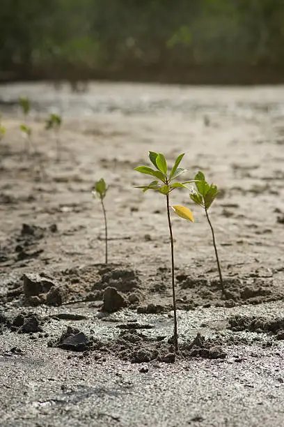 portrait of a young mangrove tree on a mud field,selective focus,filtered image