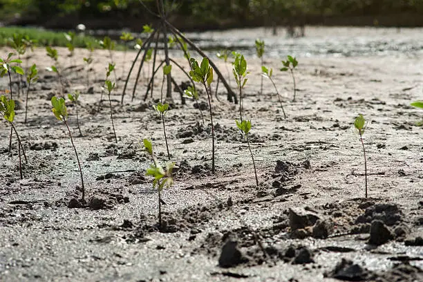 portrait of a young mangrove tree on a mud field,selective focus,filtered image