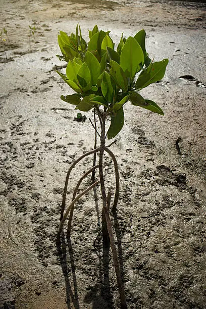 portrait of a young mangrove tree on a mud field,selective focus,filtered image