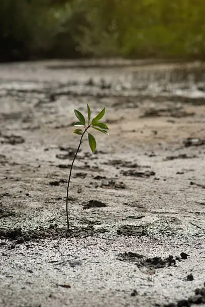 portrait of a young mangrove tree on a mud field,selective focus,filtered image